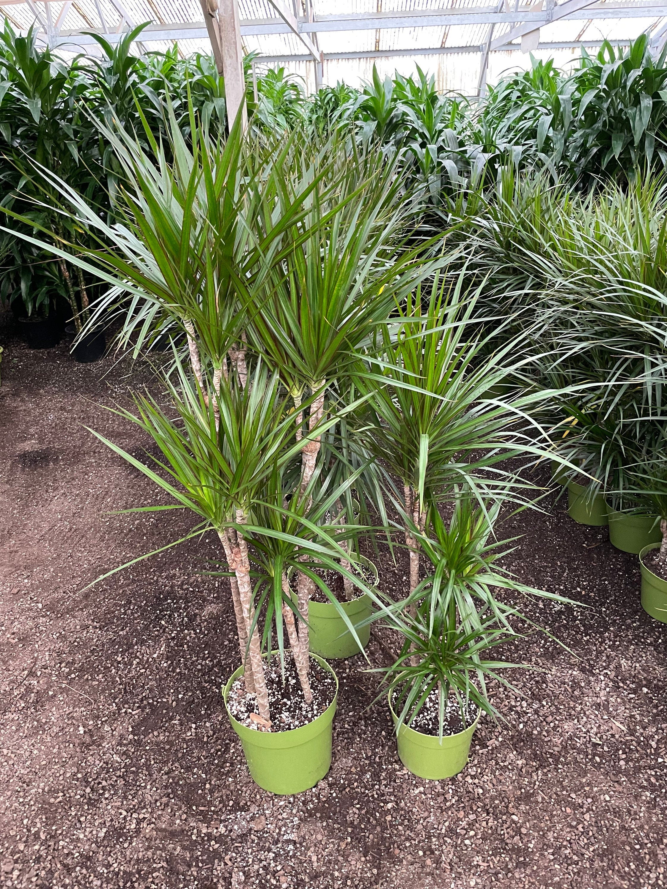 3-6 ft  - growers pot not included -Dracaena marginata-Madagascar Dragon Tree-Indoor or outdoor -air purifier-easy care.