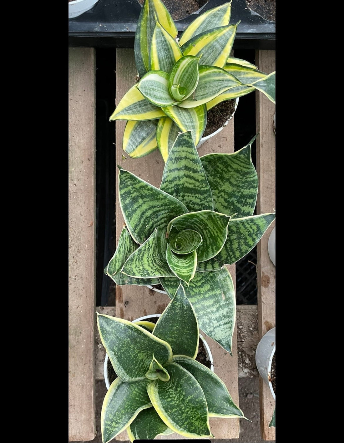 Dwarf Sansevieria Combo- trifasciata &