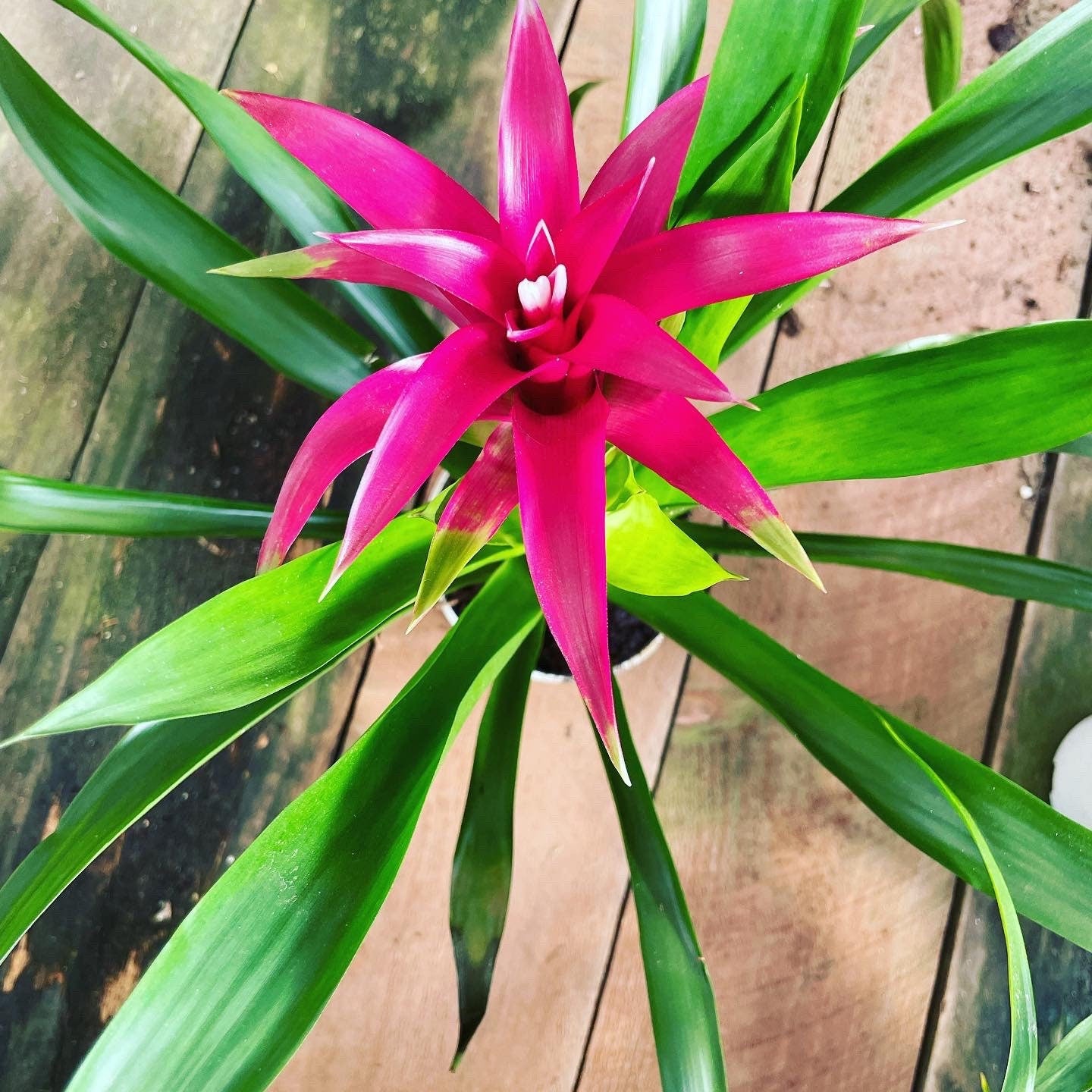 6 inch  tall in 4 inch pot -Colorful Bromeliad -easy care keep water in flower cup! Will pup again once bloomed !