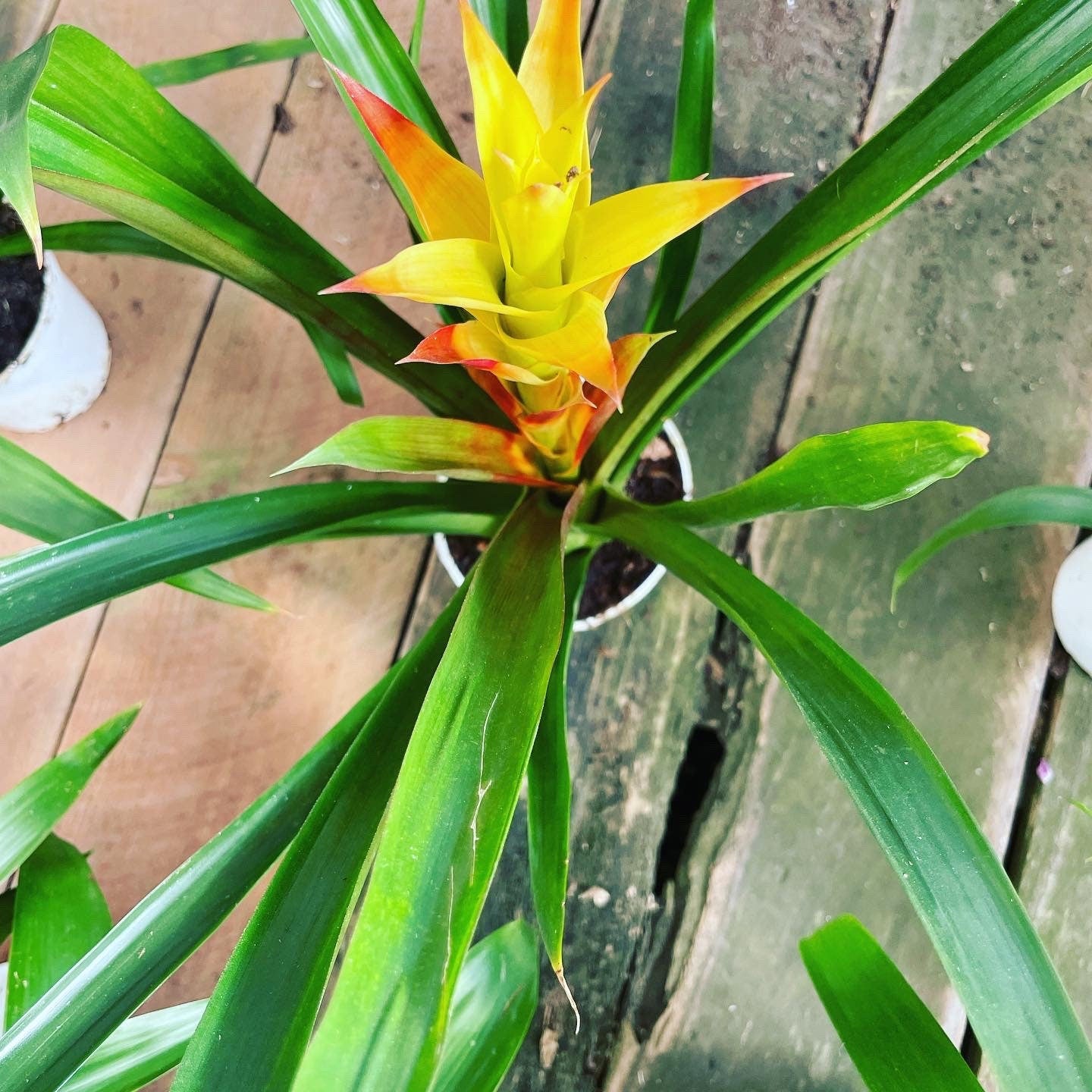 6 inch  tall in 4 inch pot -Colorful Bromeliad -easy care keep water in flower cup! Will pup again once bloomed !