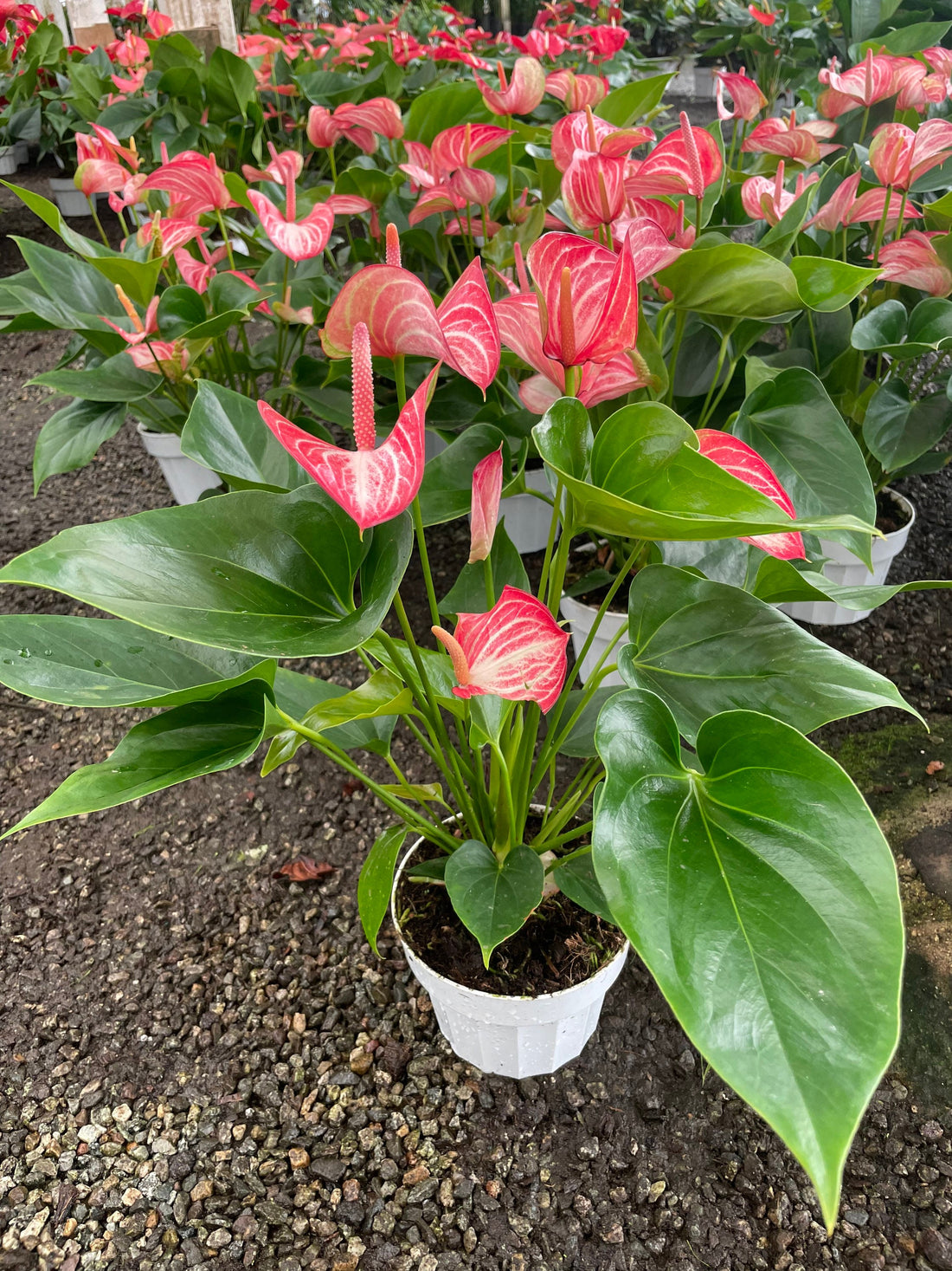 Large -1.5ft to 2ft tall -6 inch potted live plant - Pink and white Anthurium -air purifier-needs humidity