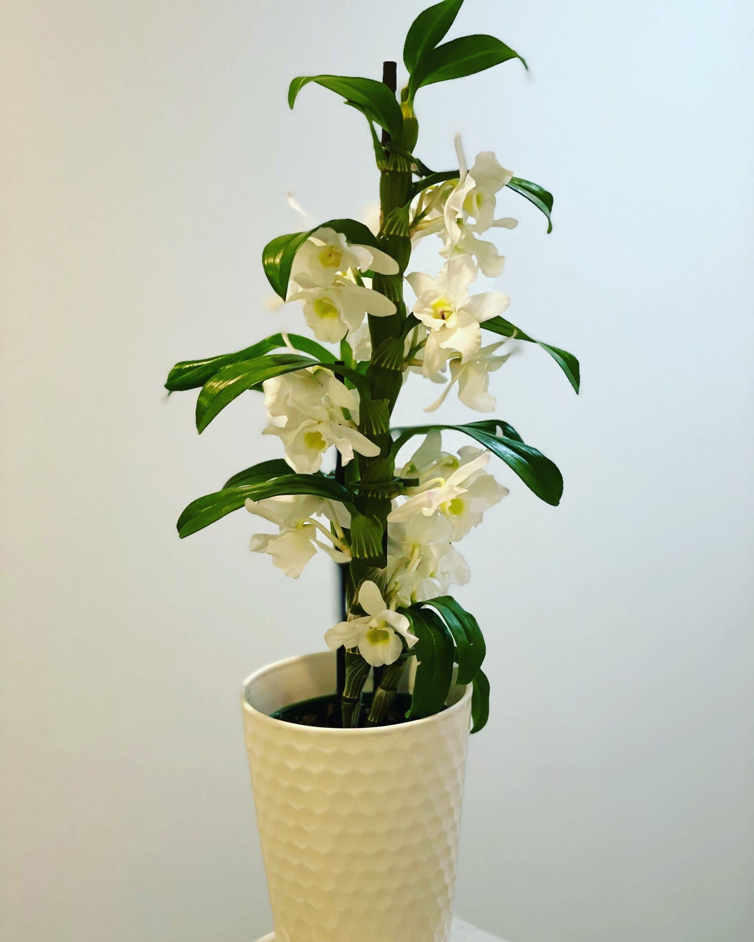 XL -1.5 to 2ft  tall  white dendrobium nobile blooming new growth-ships with decorative ceramic  pot-not exact plant