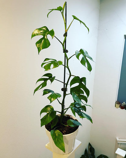 2ft tall trellised on bamboo pole -mini Monstera - Rhaphidophora tetrasperma- similar to picture -mature leaves with fenestration