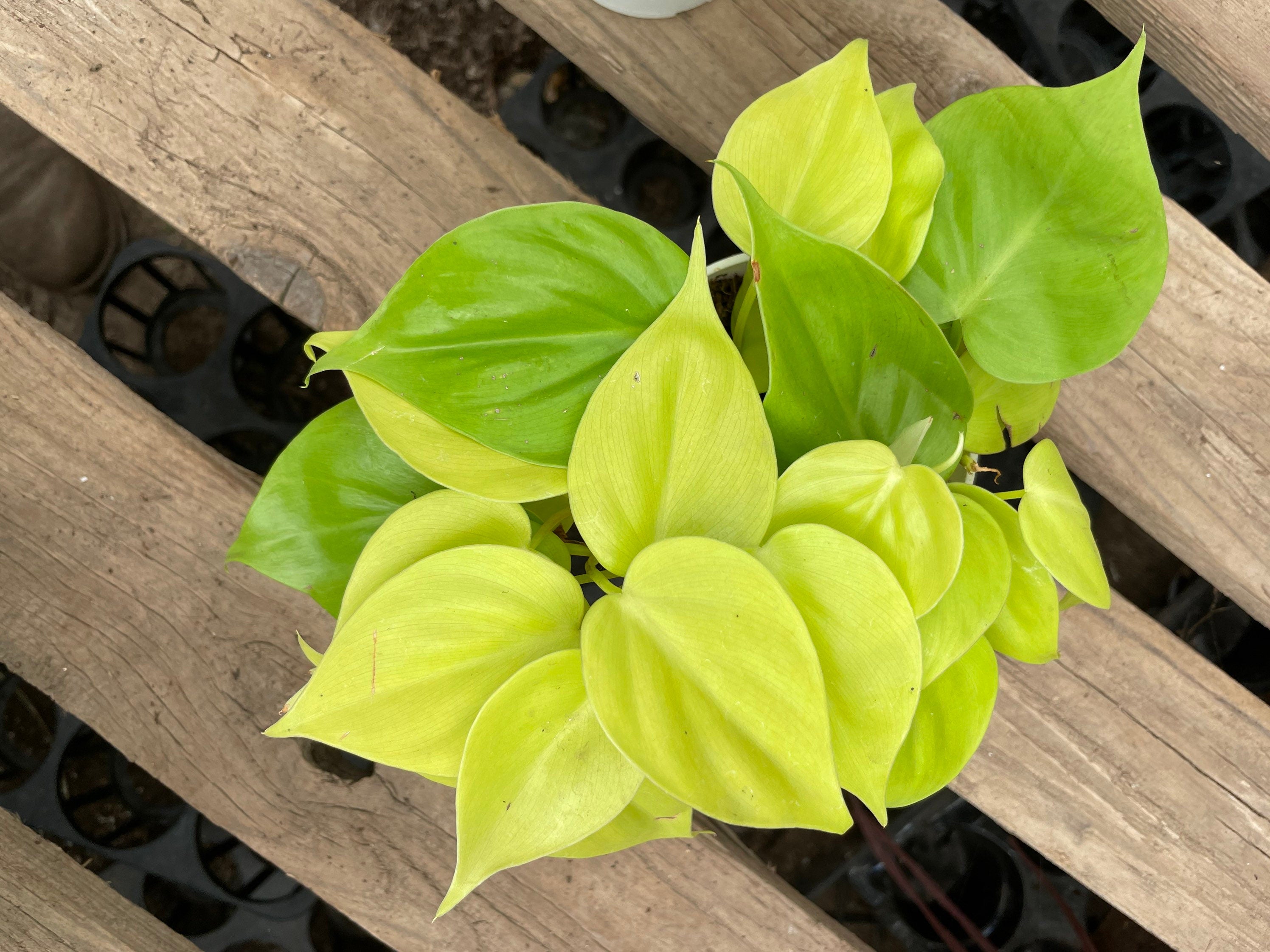 4 inch potted heart leaf  philodendron (cordatum)- NEON