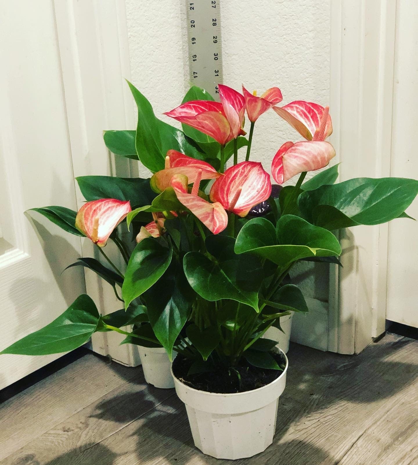 Large -1.5ft to 2ft tall -6 inch potted live plant - Pink and white Anthurium -air purifier-needs humidity