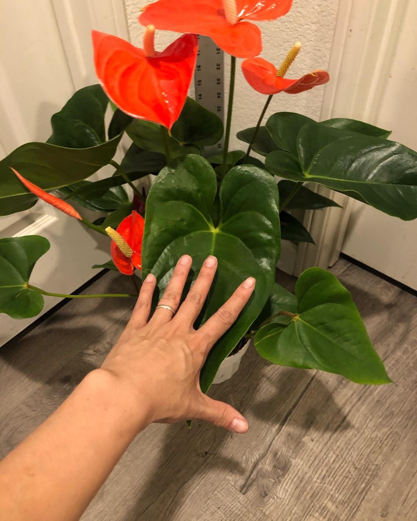 Xtra Large 1.5 ft to 2ft tall -6 inch pot - Neon Orange Anthurium easy care, air purifier-large leaves , large blooms-Anthurium Nebraska