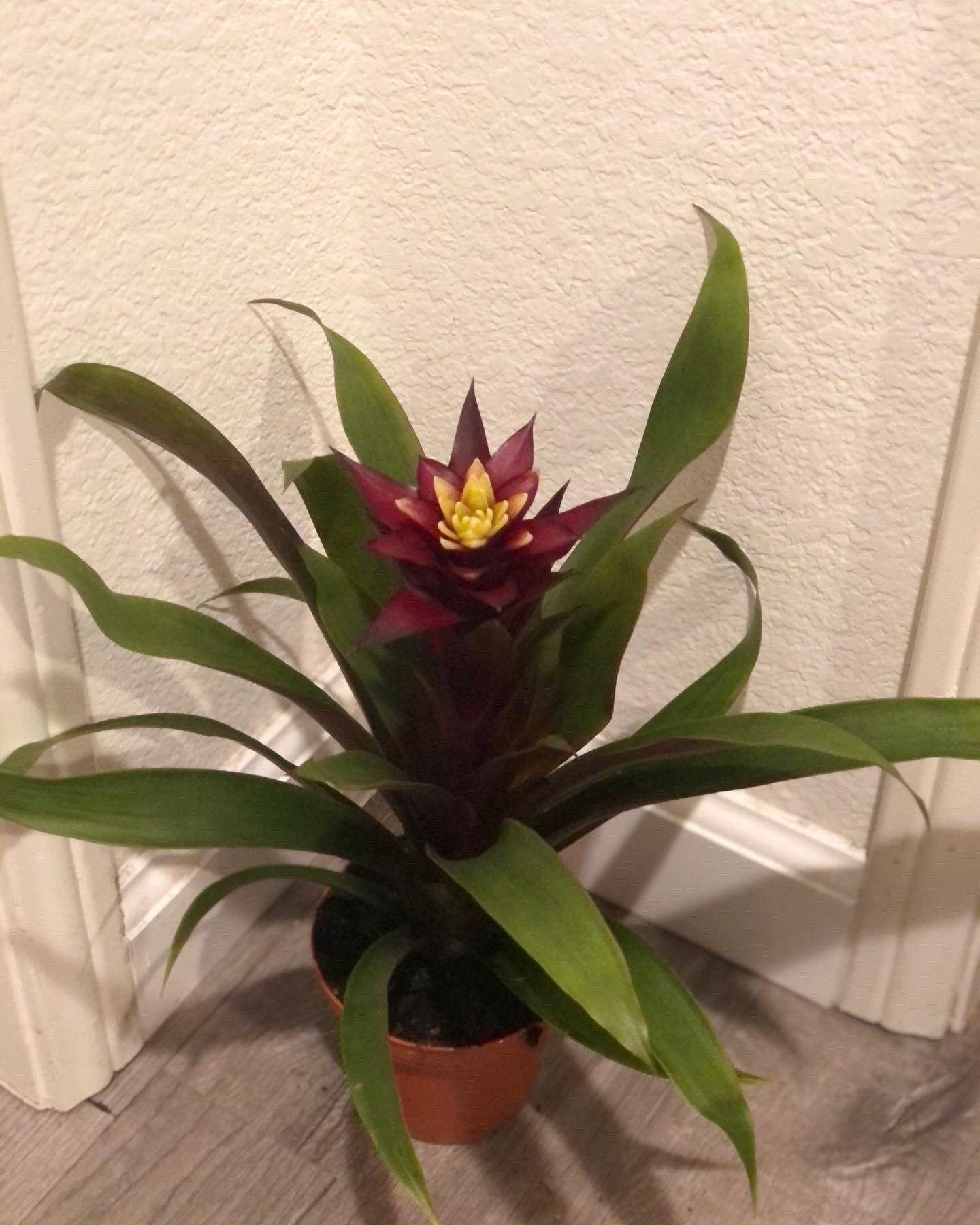 6 inch tall BROMELIAD Francesca- magenta and yellow flowers grown indoors. soiless , water the flower cups! hard to find