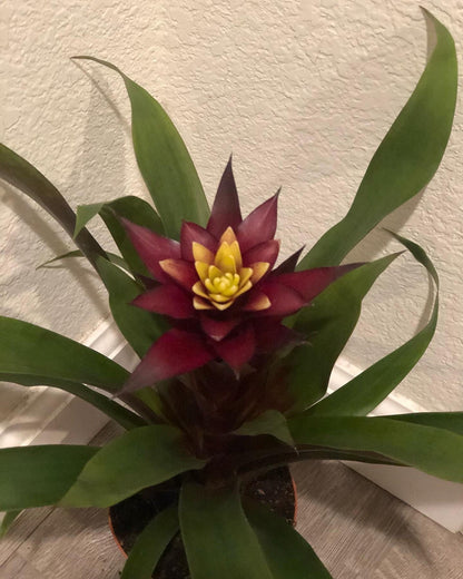 6 inch tall BROMELIAD Francesca- magenta and yellow flowers grown indoors. soiless , water the flower cups! hard to find