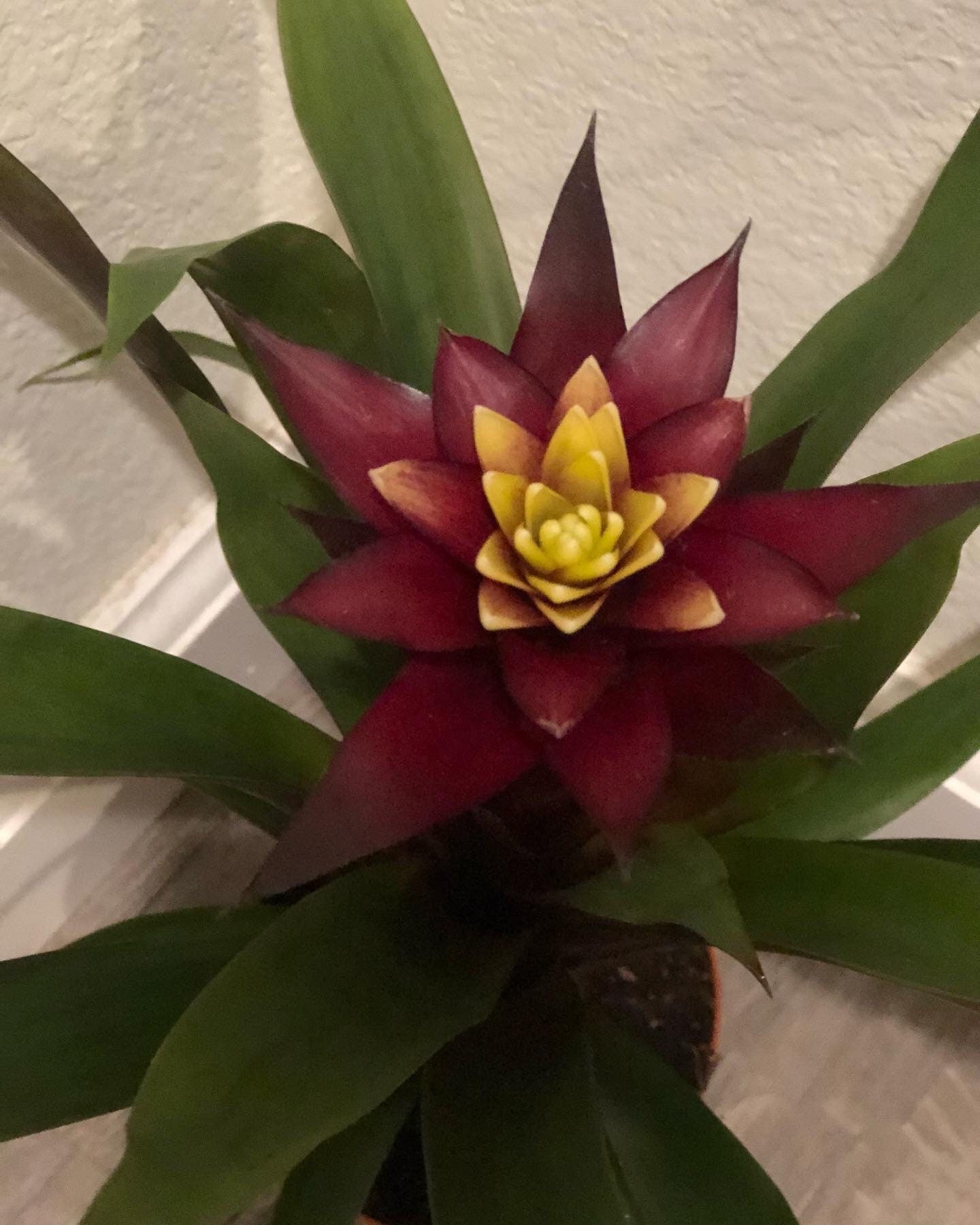 6 inch tall BROMELIAD Francesca- magenta and yellow flowers grown indoors. soiless , water the flower cups! hard to find