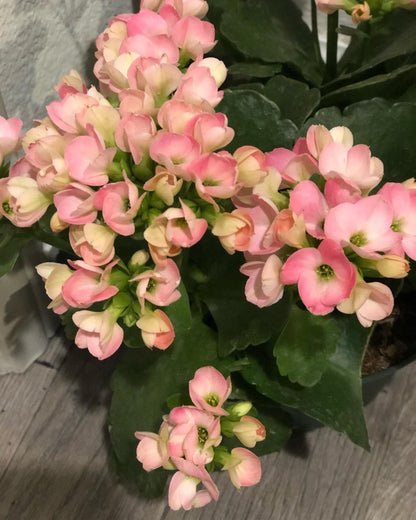 Large 6 inch Live potted -extra large cherry blossom like blooms -Pink Kalanchoe-similar to photo not exact