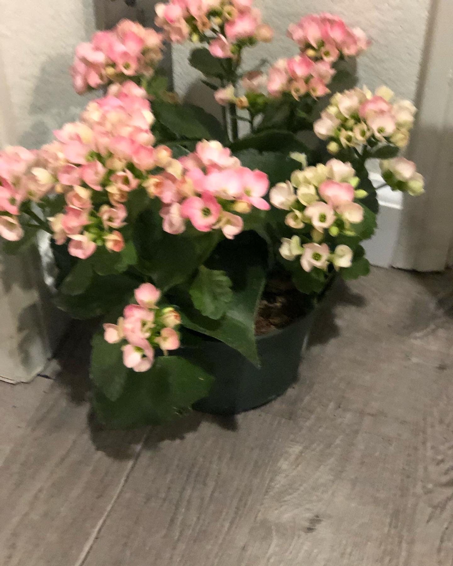 Large 6 inch Live potted -extra large cherry blossom like blooms -Pink Kalanchoe-similar to photo not exact