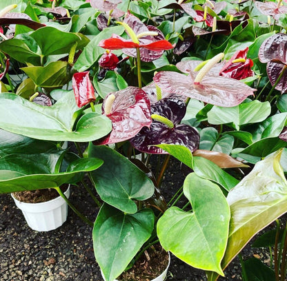 Large 1.5 ft to 2ft tall -6 inch pot - Black , dark red ,deep purple Anthurium easy care, air purifier-large leaves , large blooms