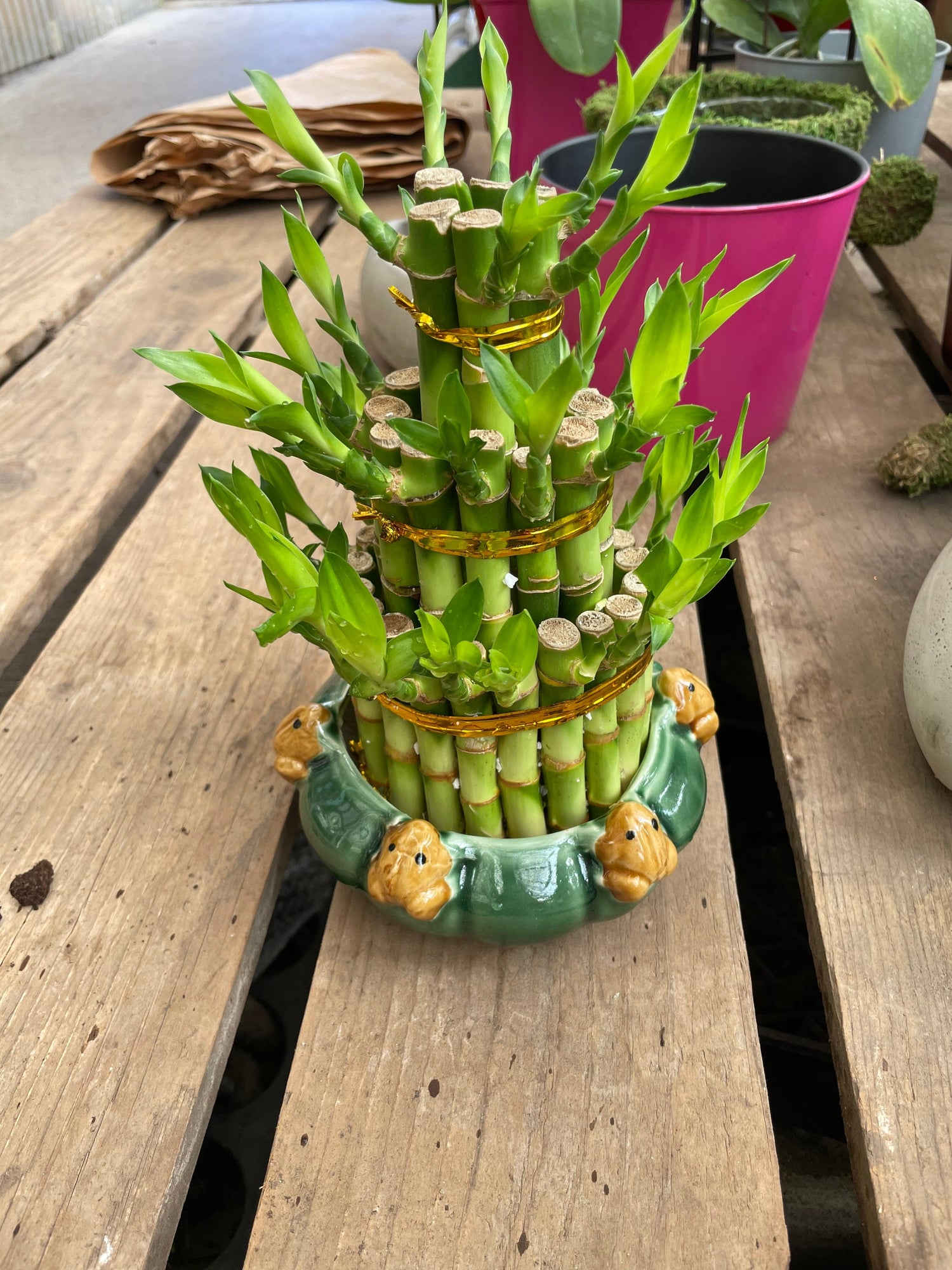 Lucky Bamboo Tower with frog planter-easy care, air purifier-similar to picture plant with pot combo.
