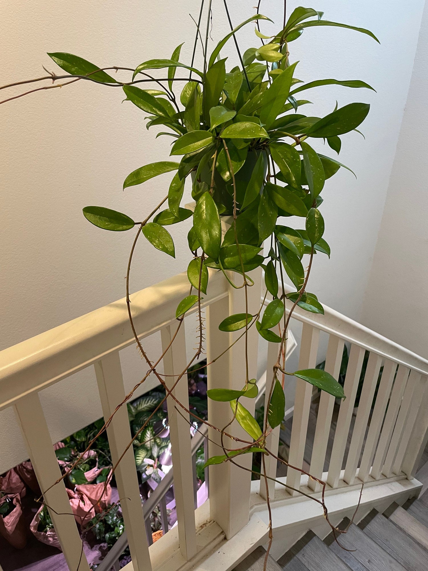 6 inch pots -2-3ft trailing Hoya publicalyx hybrid -similar to picture not exact