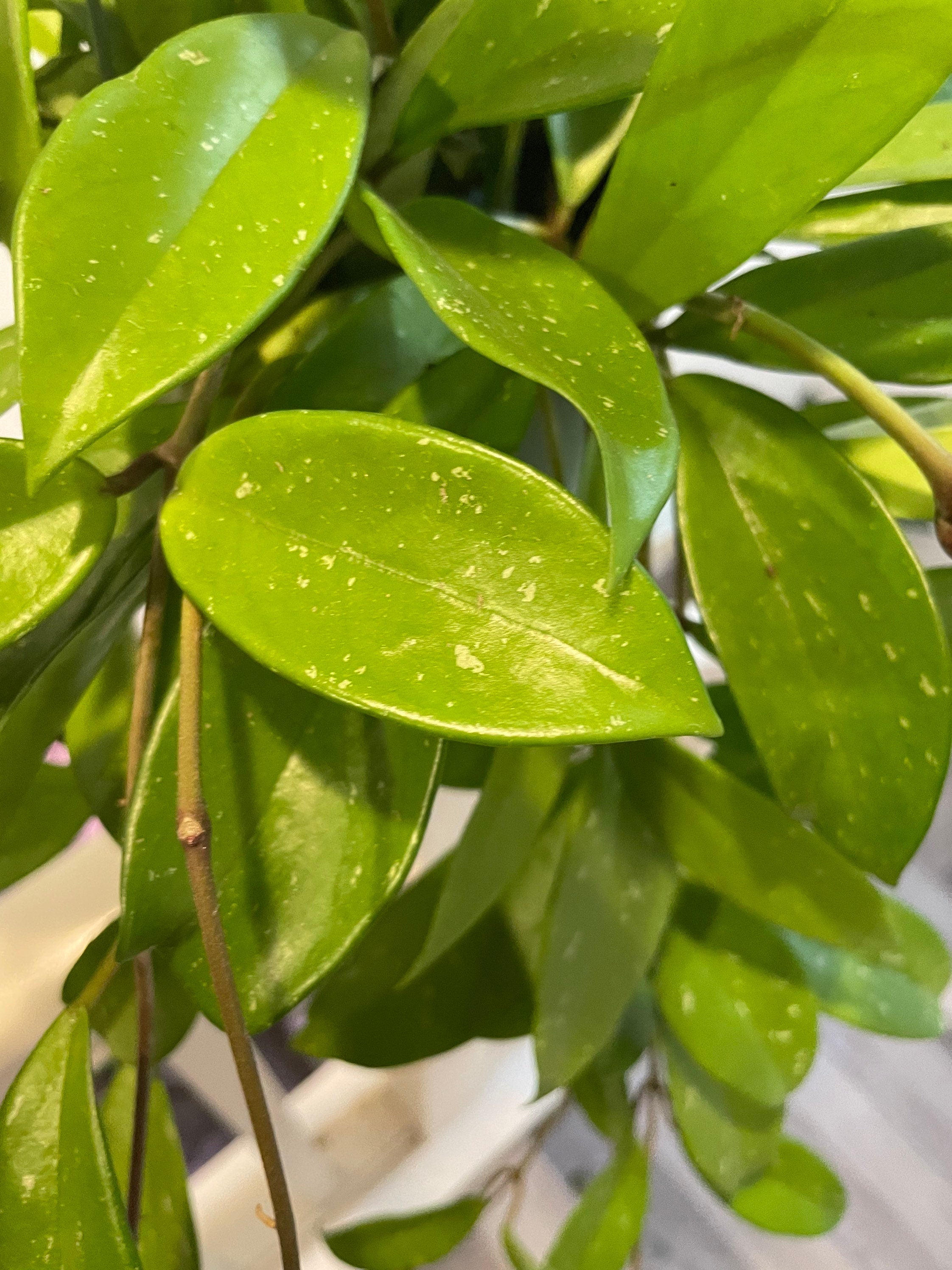 6 inch pots -2-3ft trailing Hoya publicalyx hybrid -similar to picture not exact