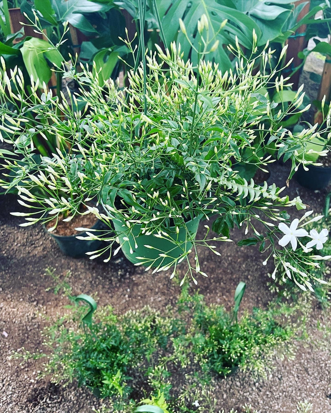 Pink Jasmine-Jasminum polyanthus—fragrance - indoor /outdoor - multiple options - trellis, 6 inch pot