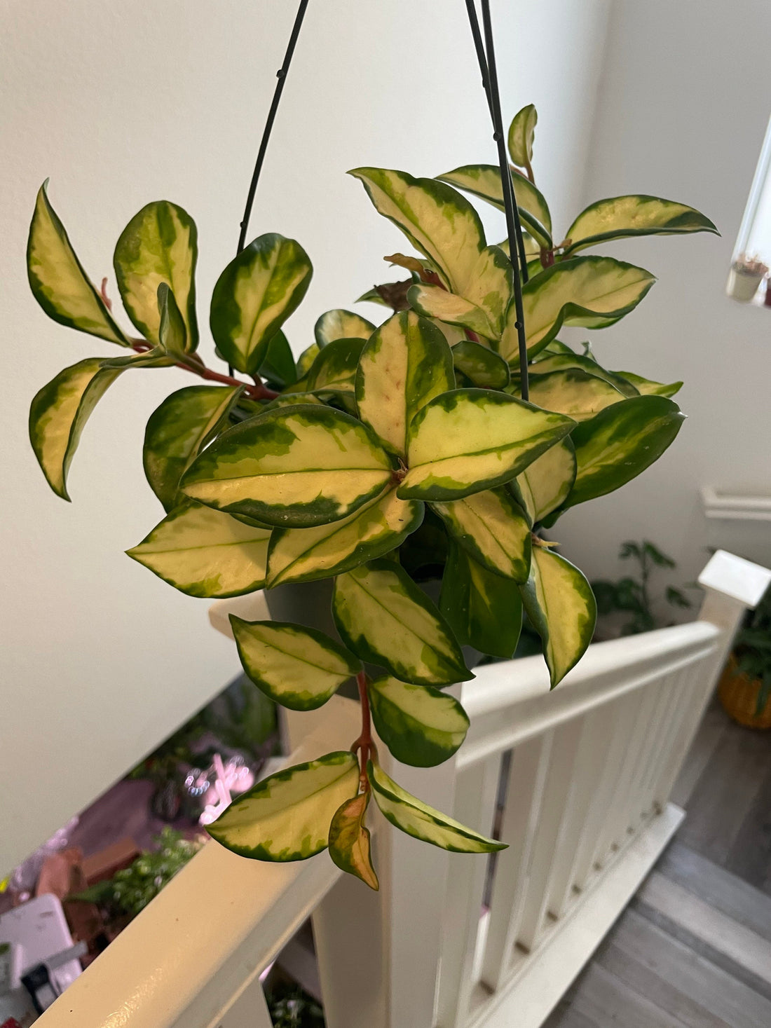 6 inch pots -Large trailing   Hoya carnosa tricolor princess leaves turn red when sun stressed and on new growth.