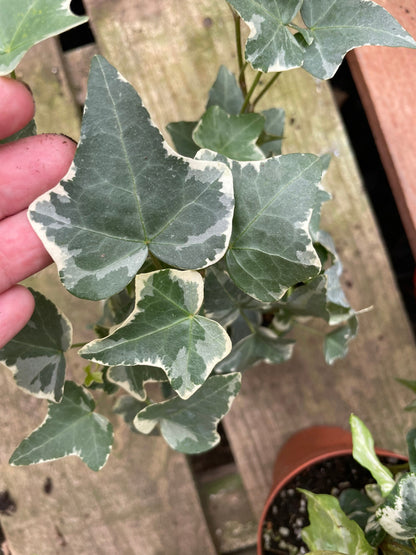 3 plant bundle -variegated Ivy in 4 inch pot similar to picture