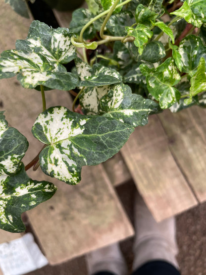 3 plant bundle -variegated Ivy in 4 inch pot similar to picture