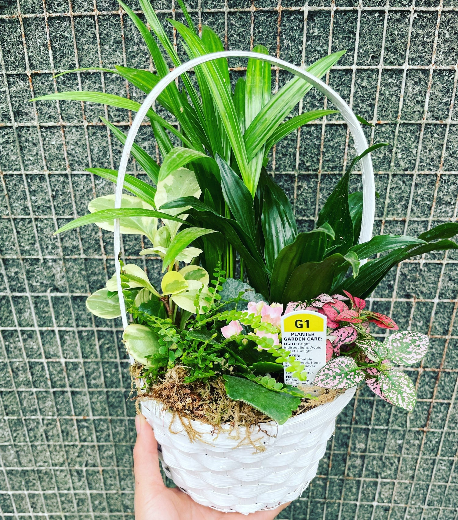 6 inch white basket with live plant- Perfect gift for the plant lover! Note plants are selected based on availability and season .
