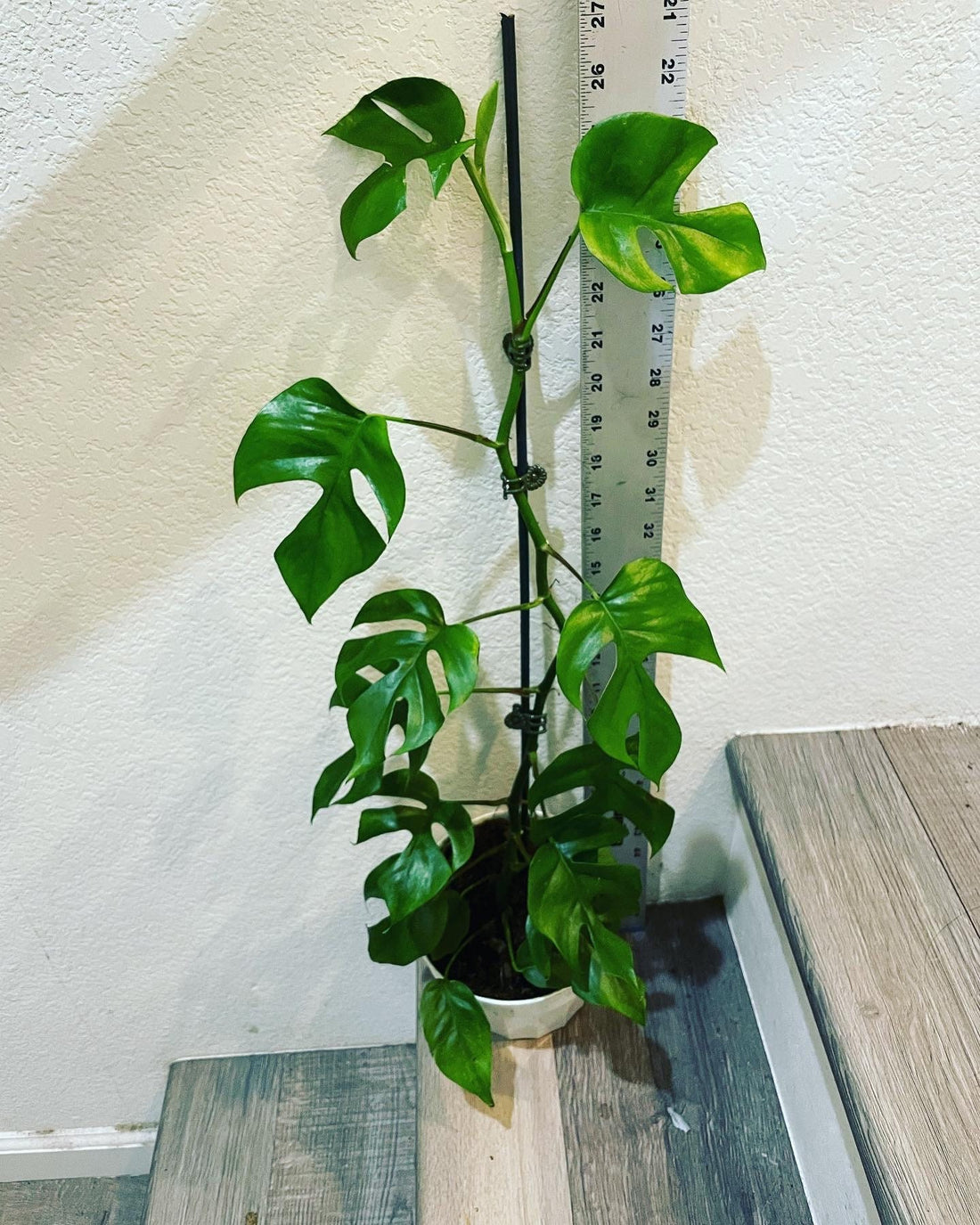2ft tall trellised on bamboo pole -mini Monstera - Rhaphidophora tetrasperma- similar to picture -mature leaves with fenestration