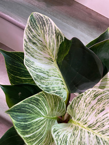 6 inch Live- Philodendron Birken similar to picture not exact -each plant is unique