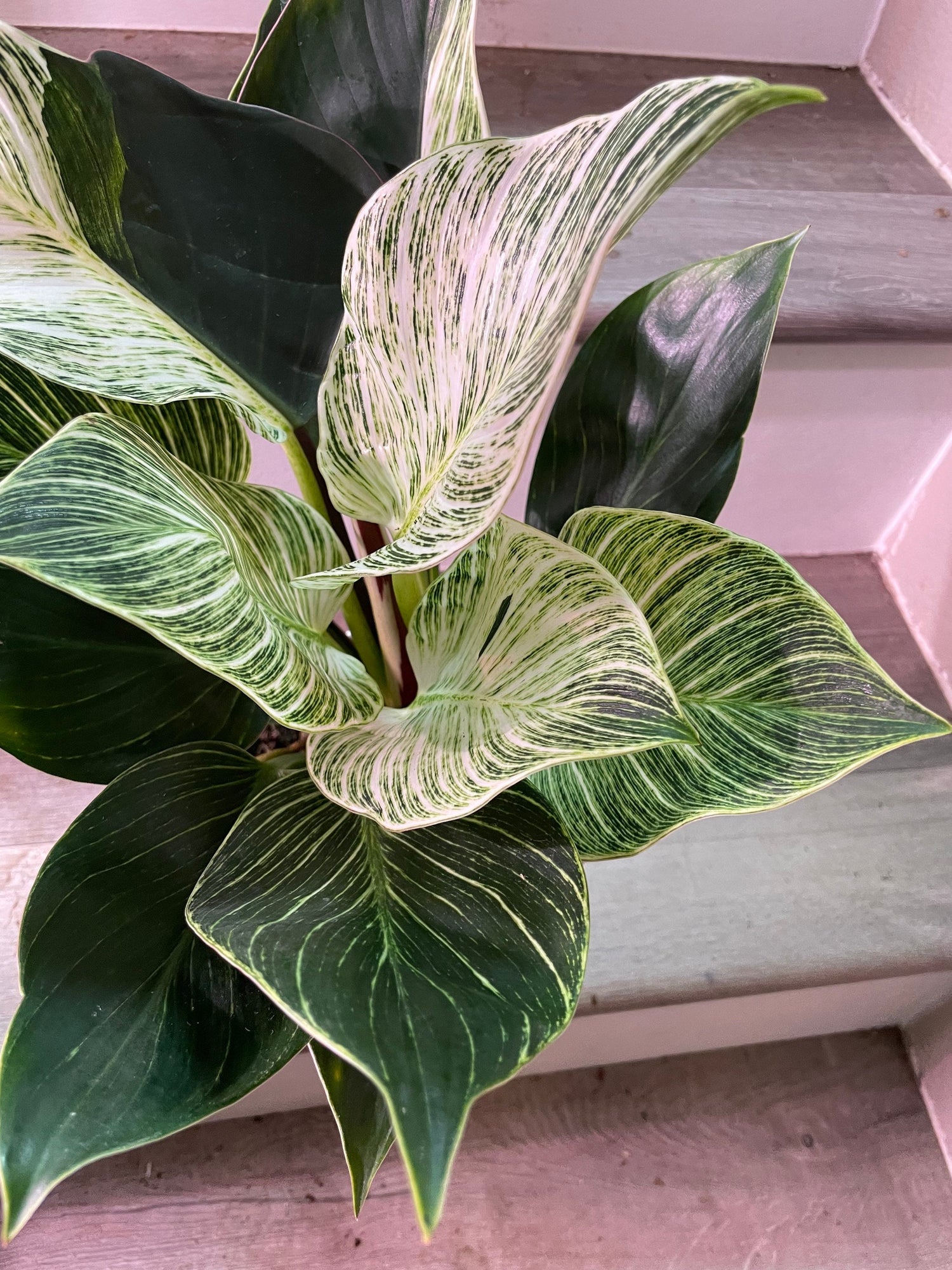 6 inch Live- Philodendron Birken similar to picture not exact -each plant is unique