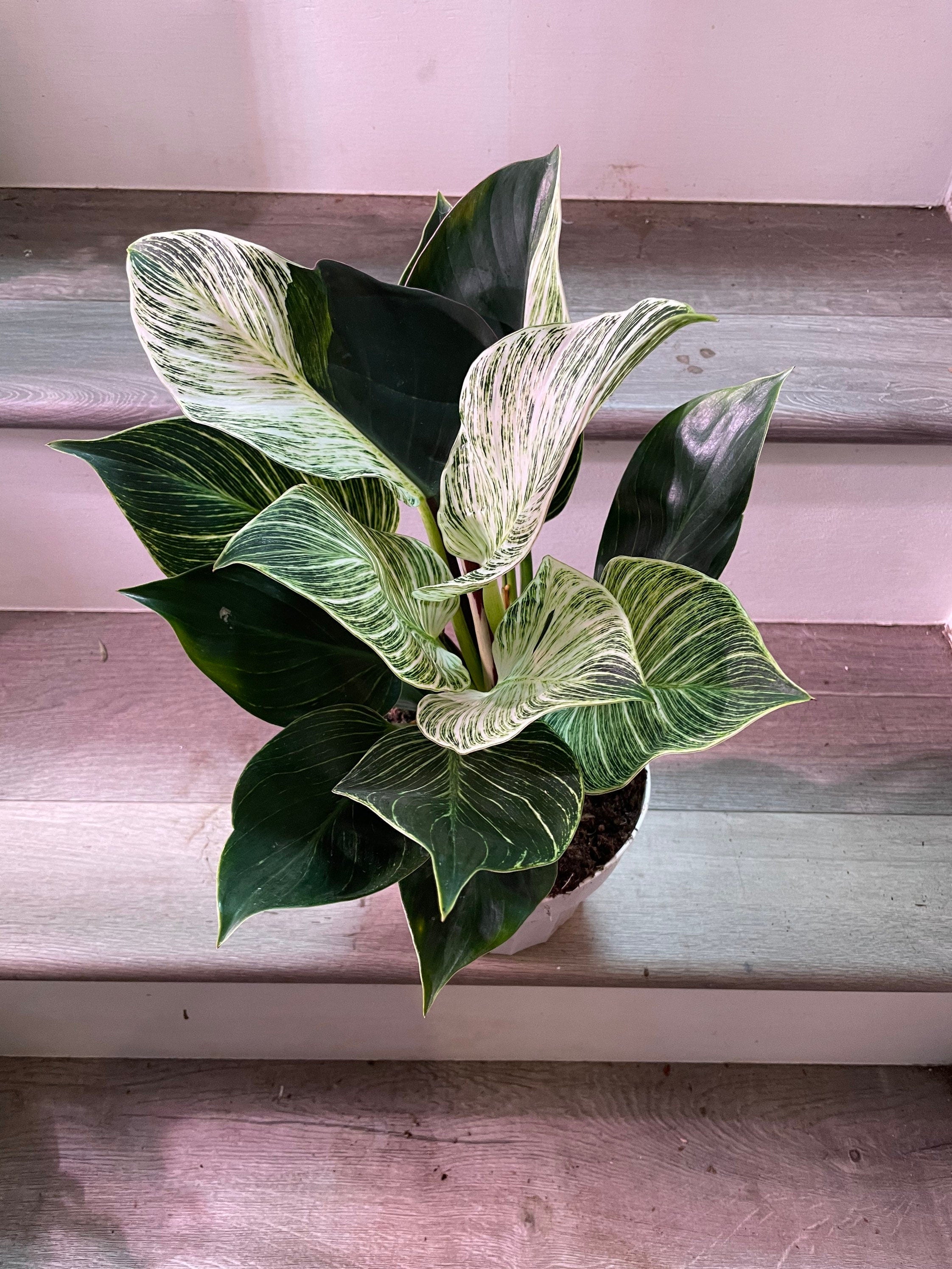 6 inch Live- Philodendron Birken similar to picture not exact -each plant is unique