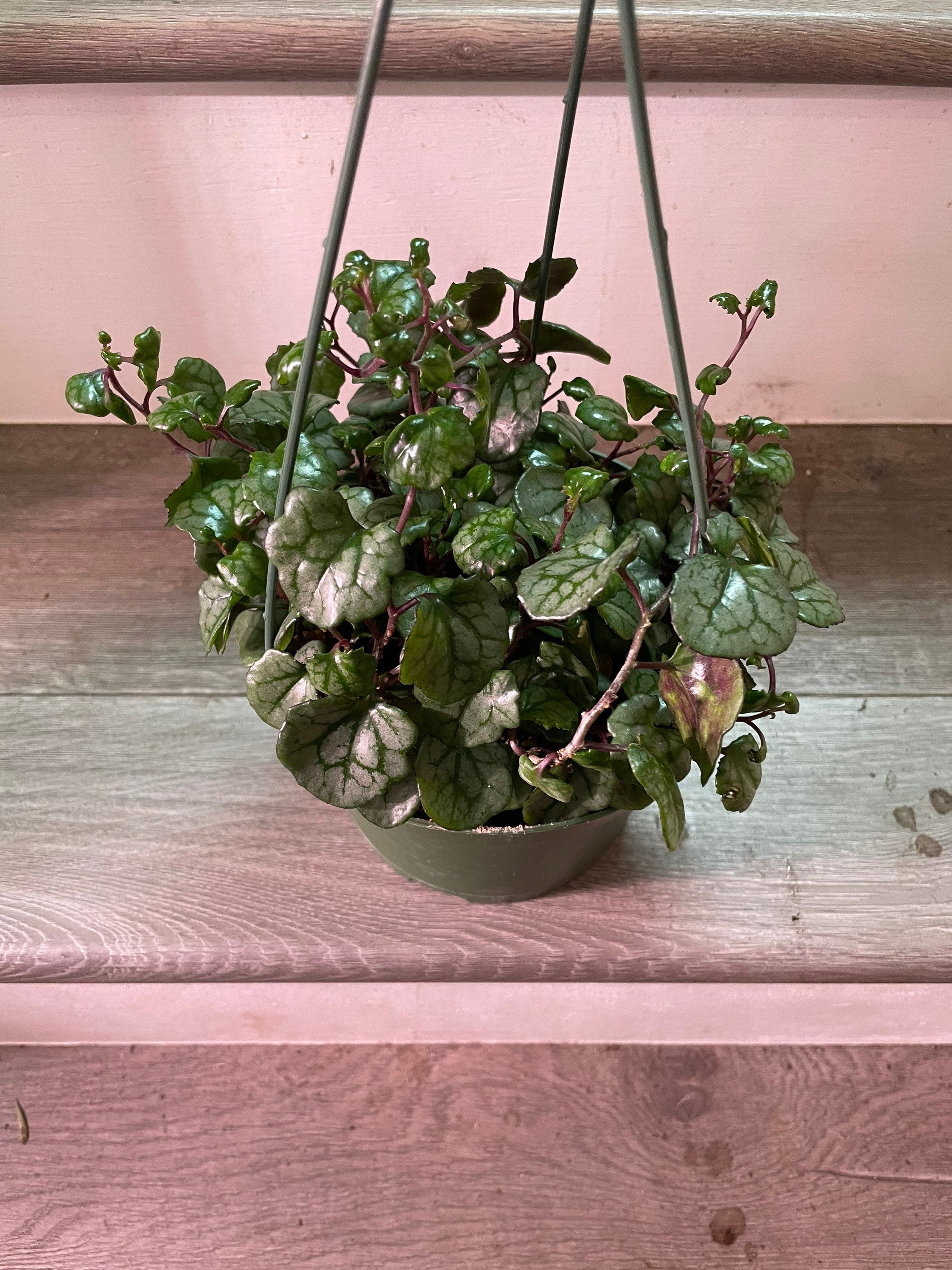 Senecio mikanioides | Cape Ivy | German Ivy-6 inch growers pot-similar to photo not exact