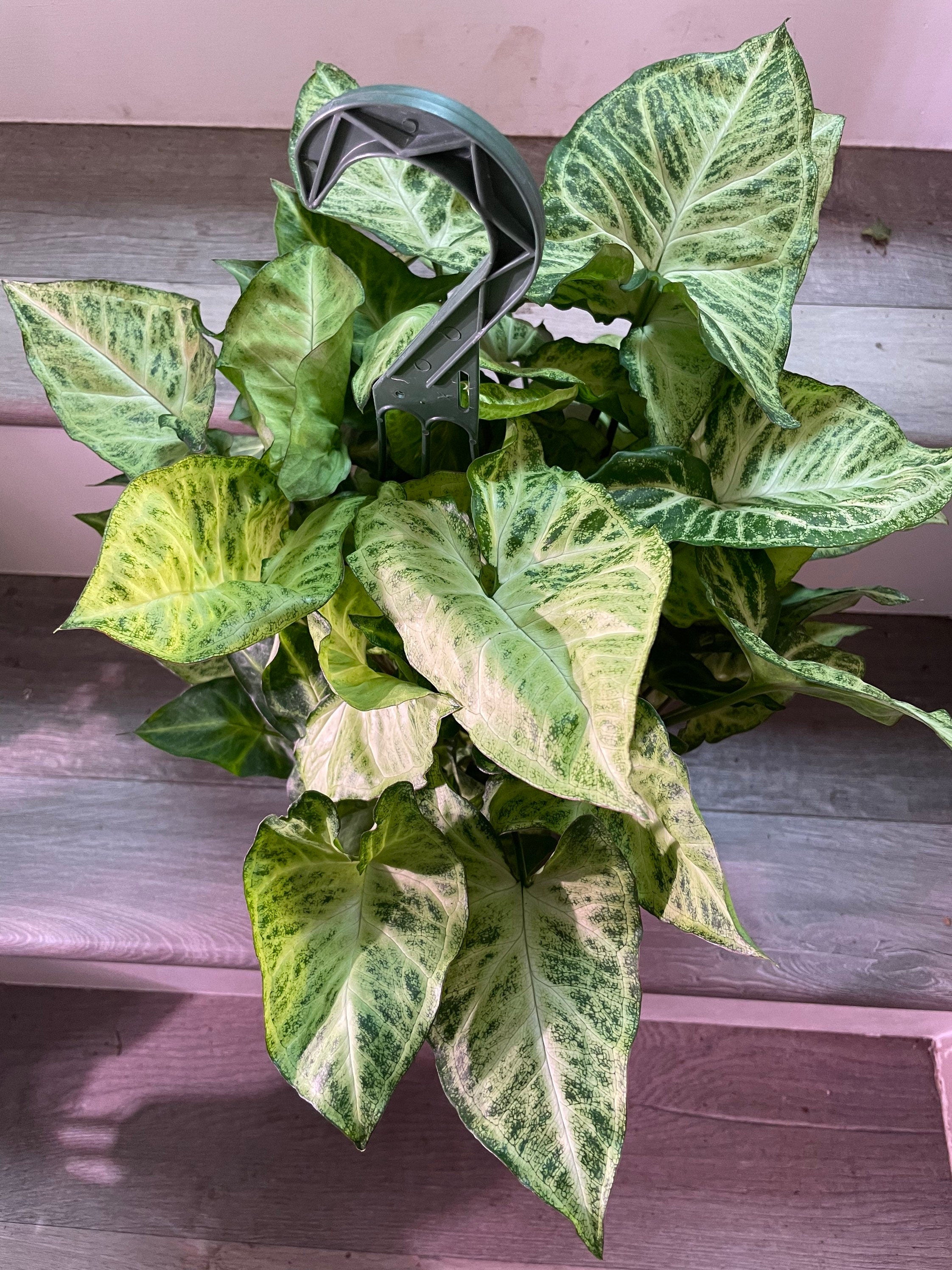 6 inch growers pot -Syngonium white butterfly-not trailing