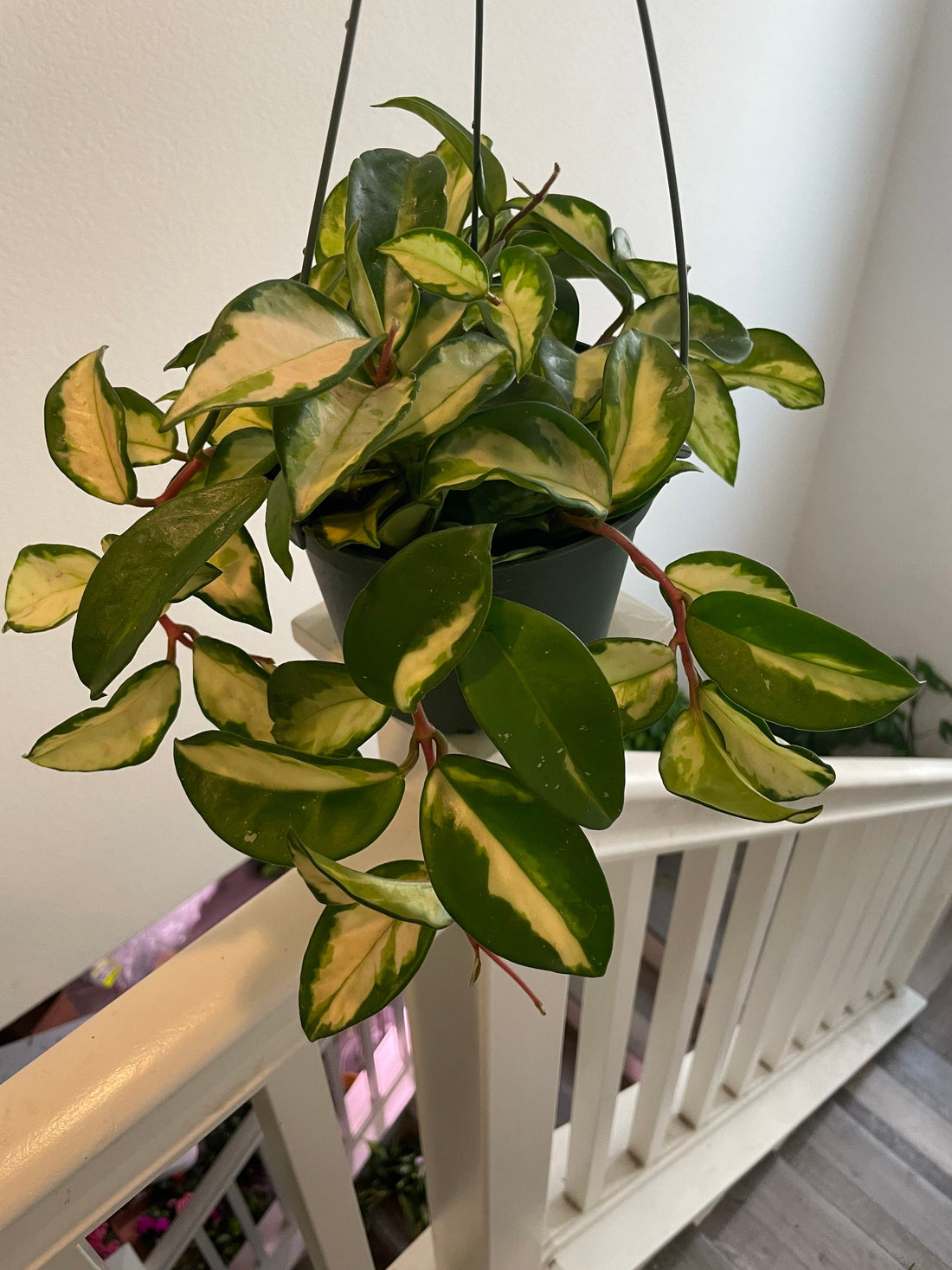 6 inch pots -Large trailing   Hoya carnosa tricolor princess leaves turn red when sun stressed and on new growth.