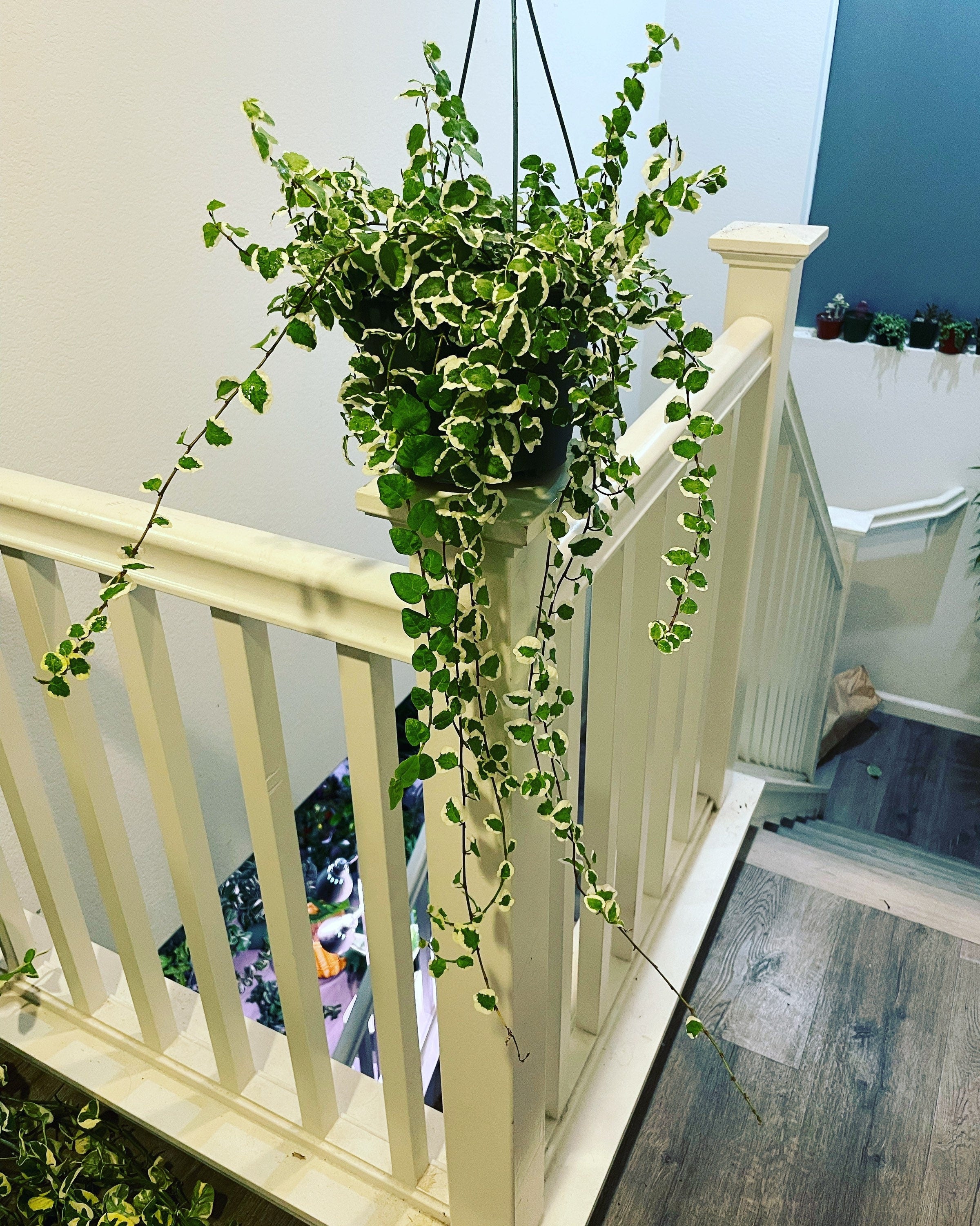 Large trailing at least 6 inch trails- -6 inch potted variegated ficus pumila - terrarium - bathroom -low light -creeping fig Ivy