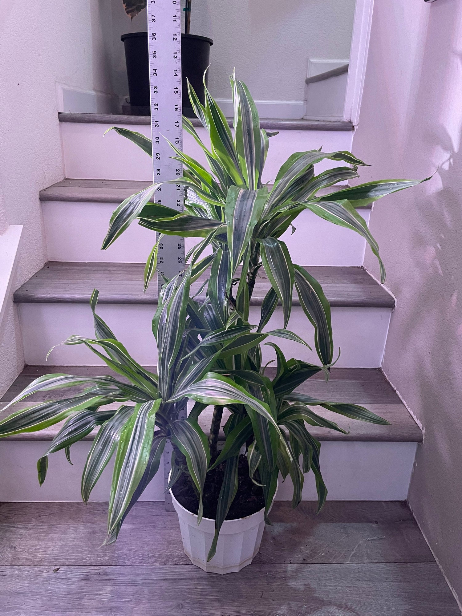 3 ft tall- hard to find this size -Warneckii Dracaena (Dracaena fragrans ‘Warneckii’)-east care -low light -air purifier