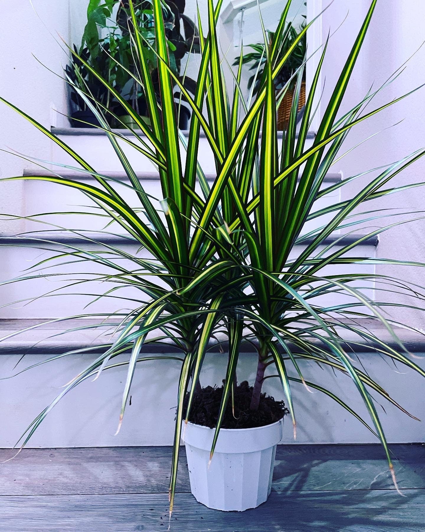 Large 6 inch growers pot 1-2 ft tall -Dracaena Marginata Ray of Sunshine Plant -easy care , low light , low water