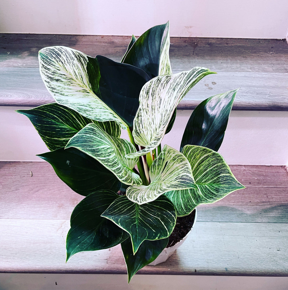 6 inch Live- Philodendron Birken similar to picture not exact -each plant is unique