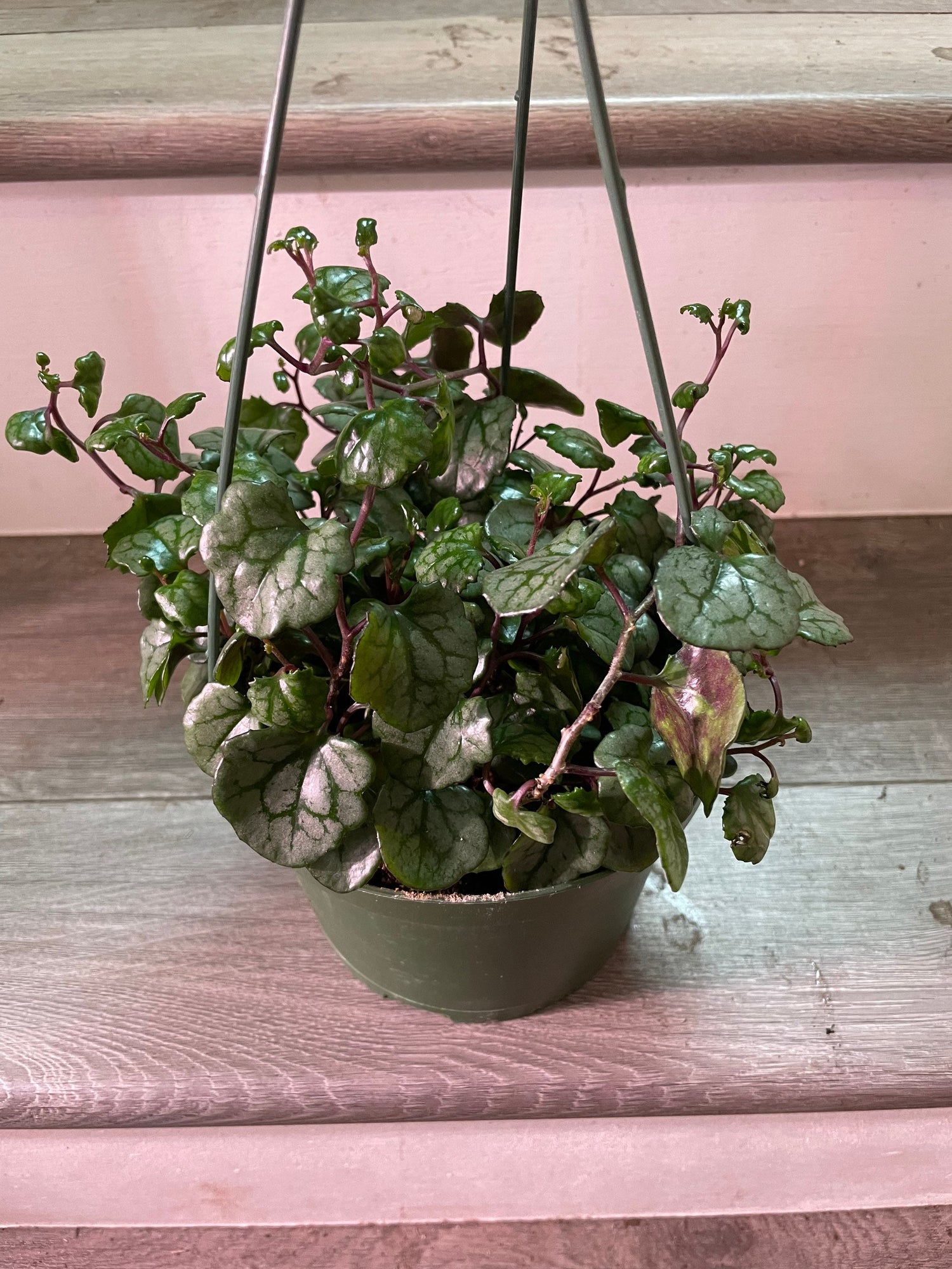 Senecio mikanioides | Cape Ivy | German Ivy-6 inch growers pot-similar to photo not exact