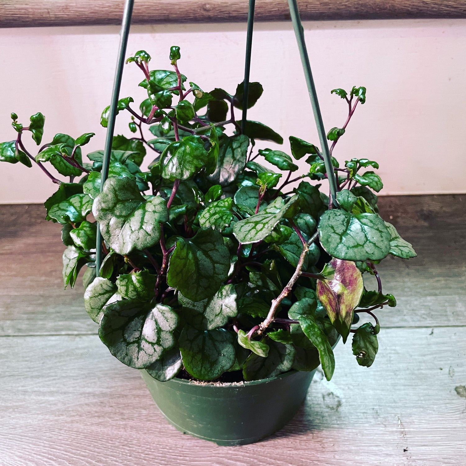 Senecio mikanioides | Cape Ivy | German Ivy-6 inch growers pot-similar to photo not exact