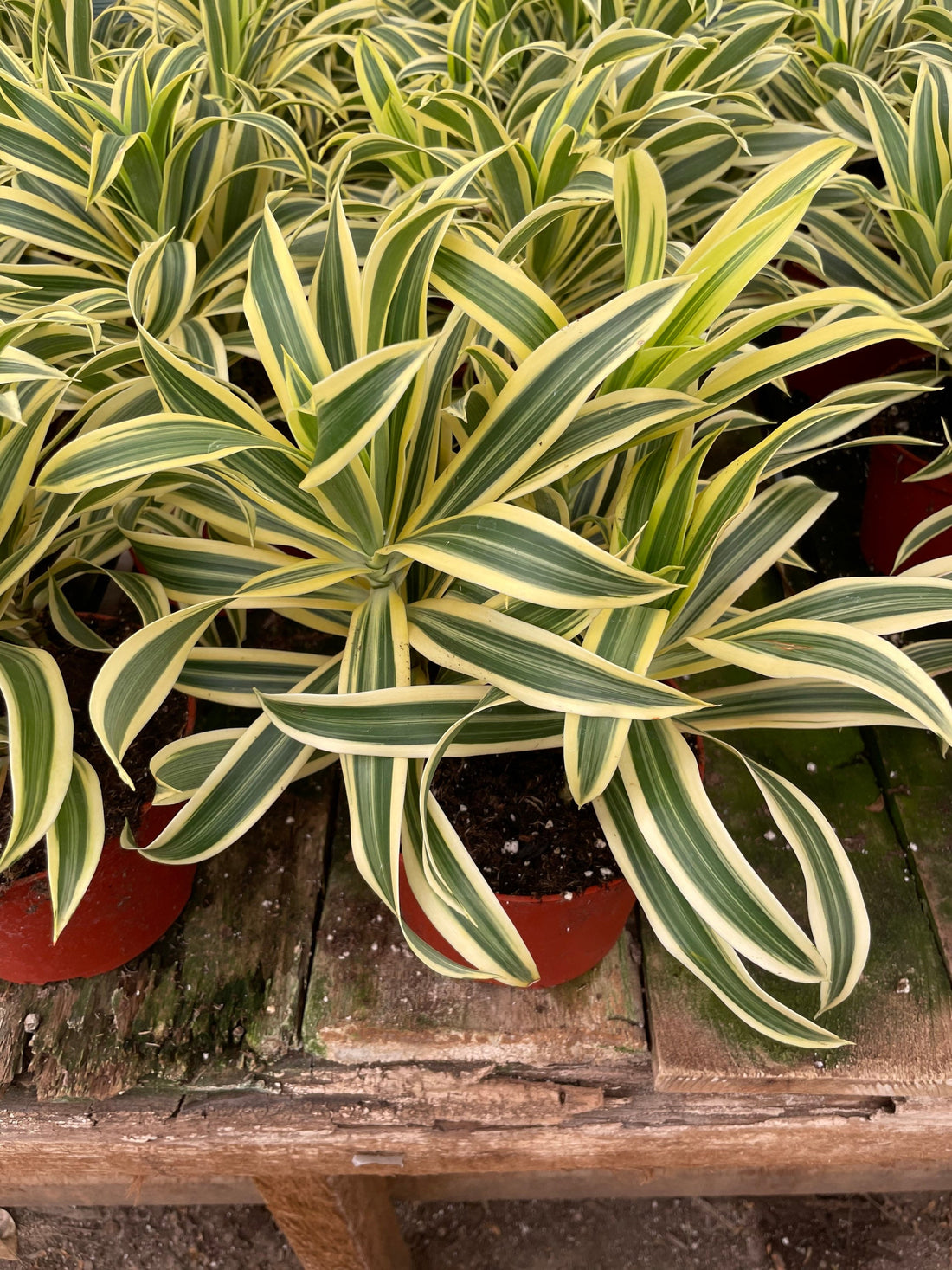 6 inch potted -Song of India- variegated Dracaena