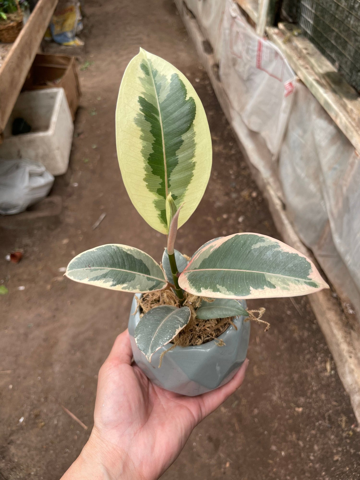 4 inch potted -Small starter variegated ficus elastica teneke -similar to picture not exact plant includes pot -may vary -easy gift idea