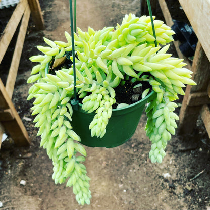 6 inch pot - String of Burrow Tails -Easy care succulent