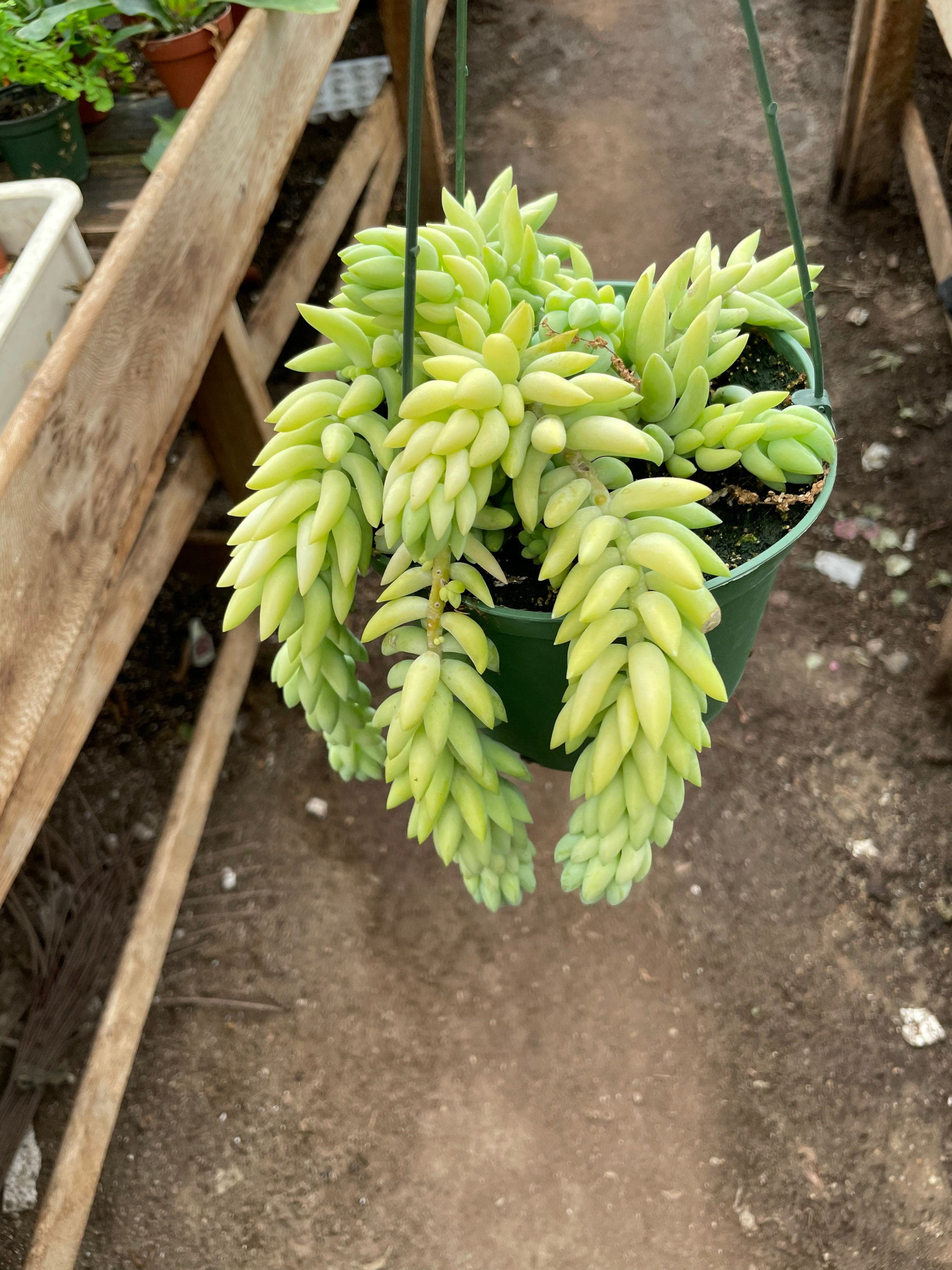 6 inch pot - String of Burrow Tails -Easy care succulent