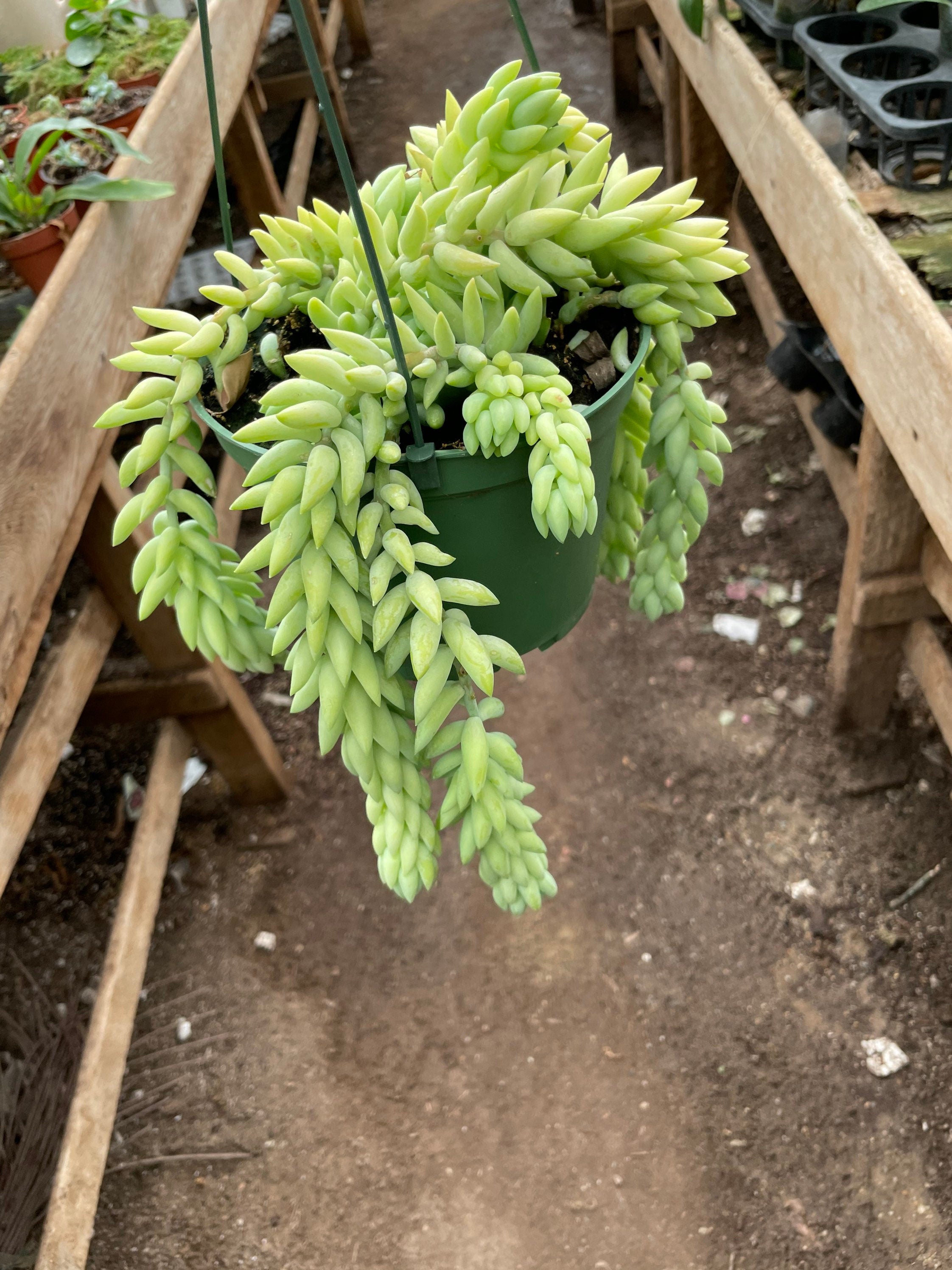 6 inch pot - String of Burrow Tails -Easy care succulent