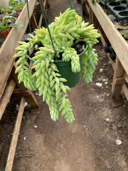 6 inch pot - String of Burrow Tails -Easy care succulent