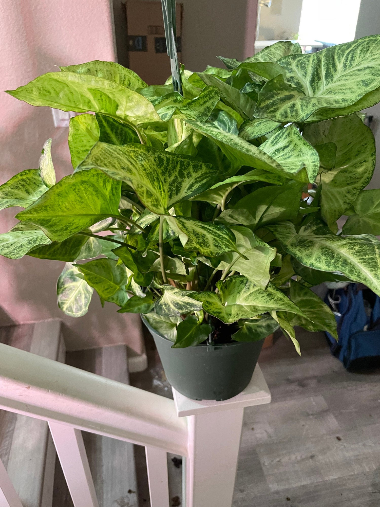 6 inch growers pot -Syngonium white butterfly-not trailing