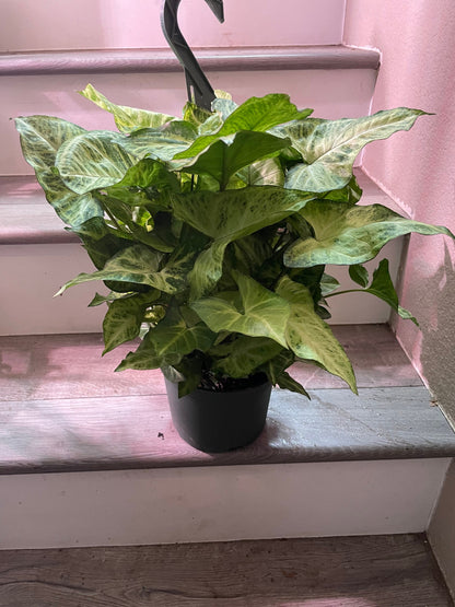 6 inch growers pot -Syngonium white butterfly-not trailing