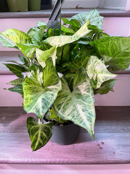 6 inch growers pot -Syngonium white butterfly-not trailing