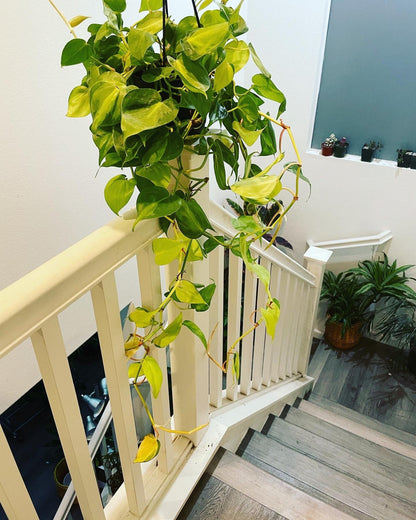 6 &quot; potted 2 ft trails-Philodendron Cordatum Brasil, Heart Shaped Chartreuse Variegated Leaves, Live Indoor Tropical Plant-similar not exact