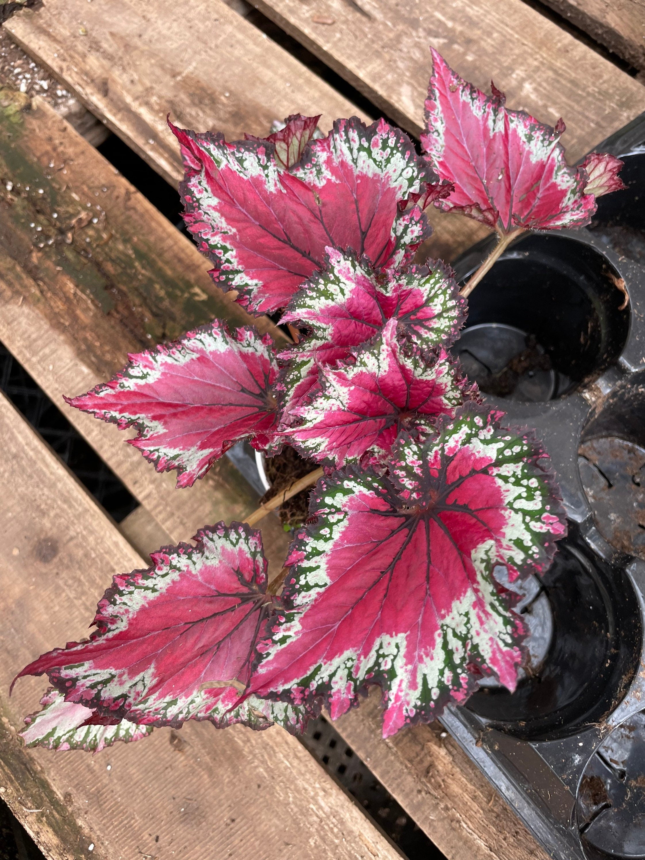 4 inch potted live plant -Rex Begonia ‘Red Vibrant Variegated -Terrarium, vivarium-similar to  picture