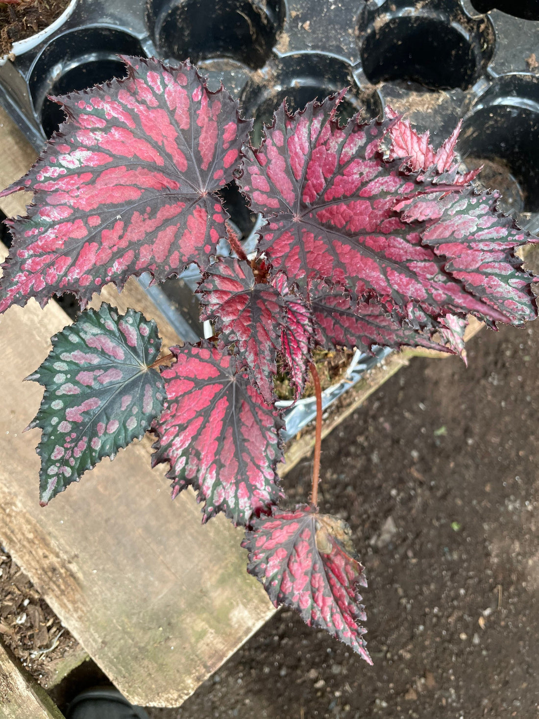 4 inch potted live plant -Rex Begonia ‘Red Vibrant Variegated -Terrarium, vivarium-similar to  picture