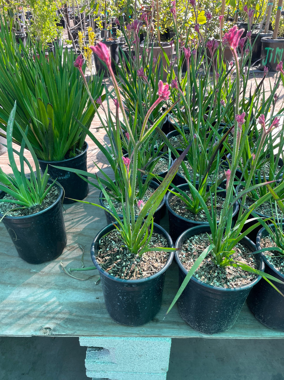 6 inch potted live plant-1ft tall pink kangaroo paw-hard to find-seasonal similar to picture 2